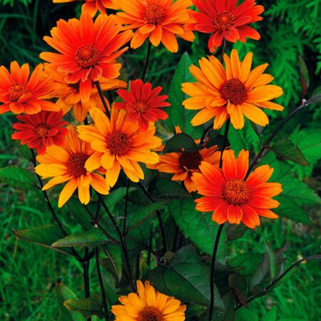 Heliopsis - 'Bleeding Hearts' False Sunflower 11 cm Prem (4.5")
