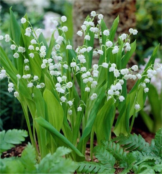 Convallaria majalis - Lily-of-the-Valley 1 gal outdoor