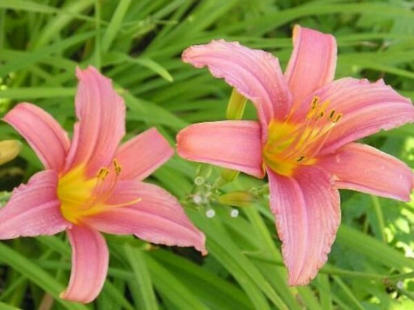 Hemerocallis - 'Pink Damask' Daylily [Pi] 1 gal outdoor