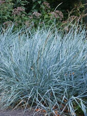 Elymus arenarius - 'Blue Dune' Wheatgrass 1 gal outdoor