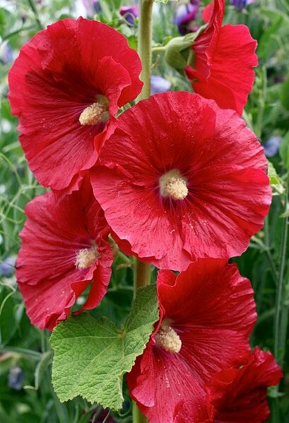 Alcea rosea - 'Mars Magic' Hollyhock 1 gal