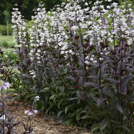 Penstemon digitalis - 'Onyx & Pearls' Beardtongue 1 gal