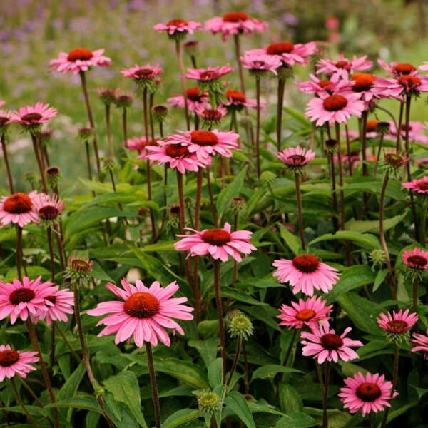 Echinacea p. - 'Ruby Star' Coneflower 1 gal outdoor