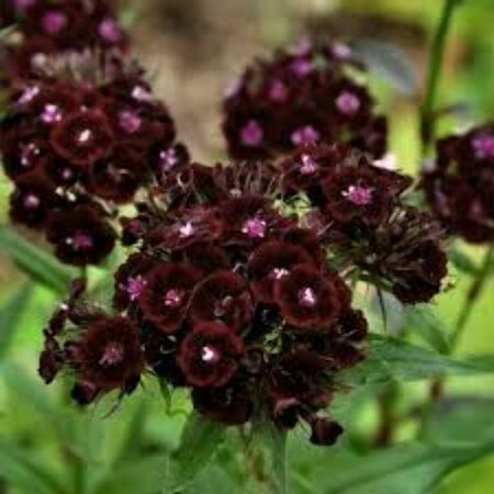Dianthus barbatus - 'Sooty' Pinks 11 cm Prem (4.5")