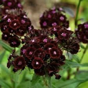 Dianthus barbatus - 'Sooty' Pinks 11 cm Prem (4.5")