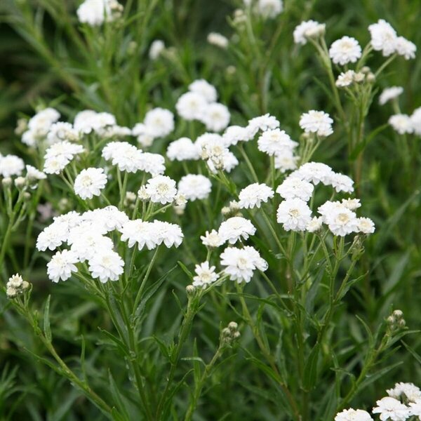 Achillea ptarmica - 'The Pearl' Yarrow [Wh] 9 cm (3.5")