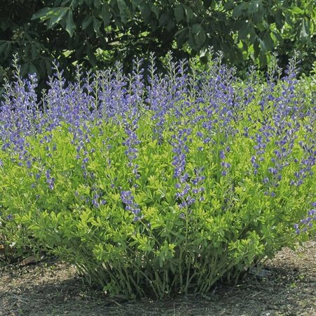 Baptisia australis - False Indigo 9 cm (3.5")