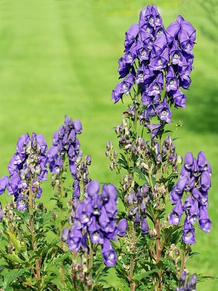Aconitum carm. - 'Arendsii' Monkshood 1 gal