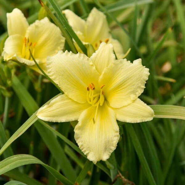 Hemerocallis - 'Big Happy Time' Daylily [Canary] 2 gal outdoor