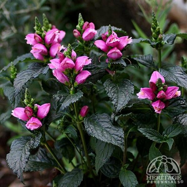 Chelone lyonii - 'Tiny Tortuga'™ Turtlehead 1 gal outdoor