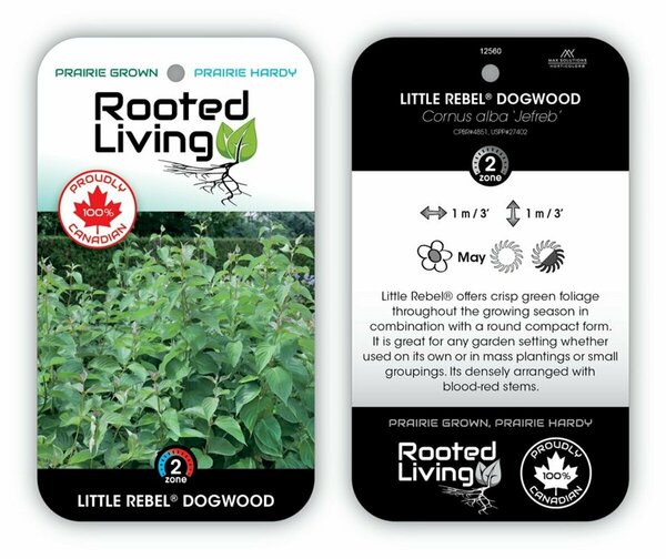 Cornus alba - 'Little Rebel'® Dogwood 2 gal