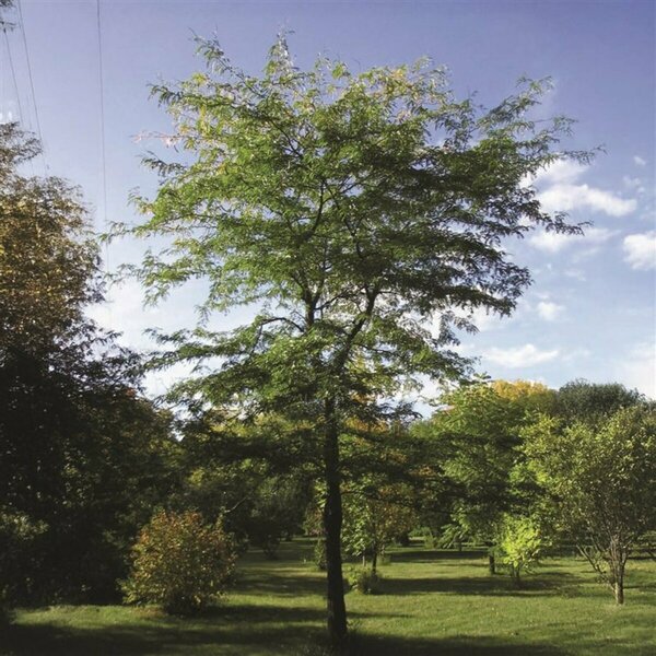 Gleditsia tri. - 'Prairie Silk' Honeylocust 15 gal