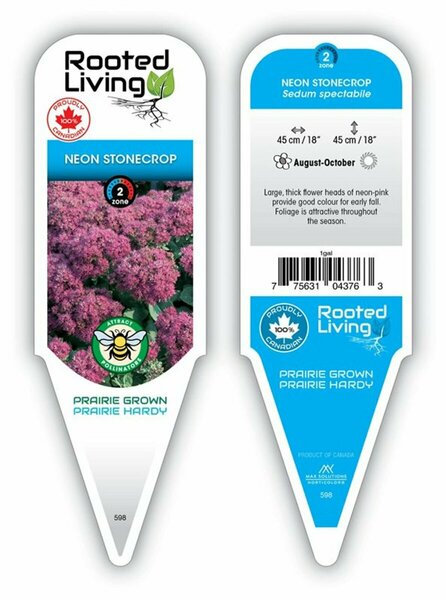 Sedum spectabile - 'Neon' Stonecrop 1 gal outdoor