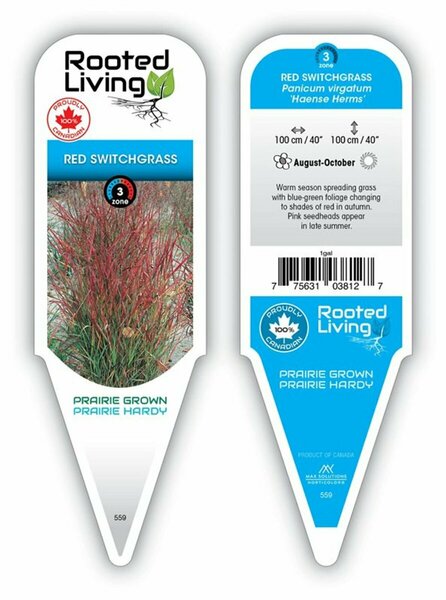 Panicum virgatum - 'Hänse Herms' Switch Grass 1 gal outdoor