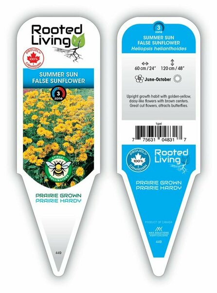 Heliopsis - 'Summer Sun' False Sunflower 1 gal outdoor - image 2