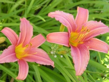 Hemerocallis - 'Pink Damask' Daylily [Pi] 1 gal outdoor - image 1