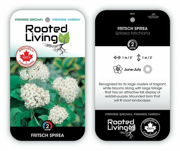 Spiraea frit. - Fritsch 2 gal