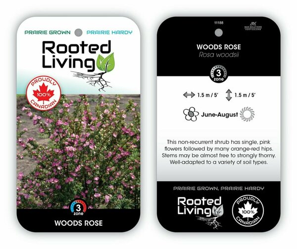 Rosa woodsii - Woods Rose 2 gal