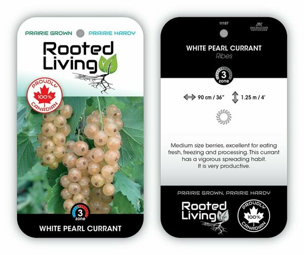 Ribes rubrum - 'White Pearl' Currant 1 gal