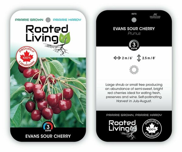 Prunus cerasus - 'Evans' Sour Cherry 1 gal
