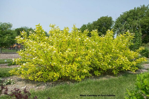 Cornus alba - 'Neon Burst' Dogwood (FE) 2 gal FE - image 2