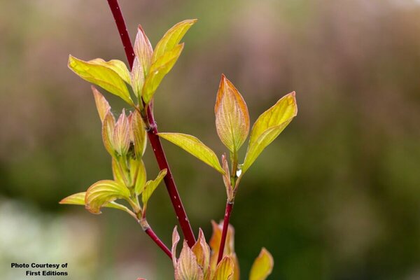 Cornus alba - 'Neon Burst' Dogwood (FE) 2 gal FE