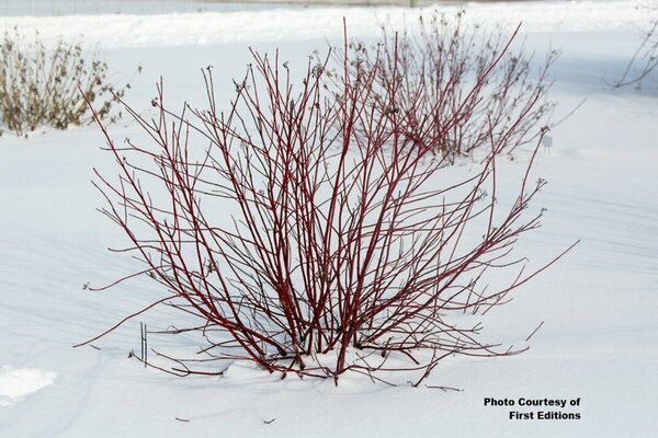Cornus sericea - 'Firedance'™ Dogwood (FE) 2 gal FE