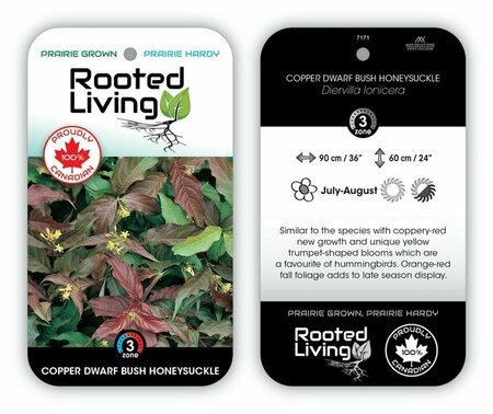 Diervilla lonicera - 'Copper' Dwarf Bush Honeysuckle 2 gal