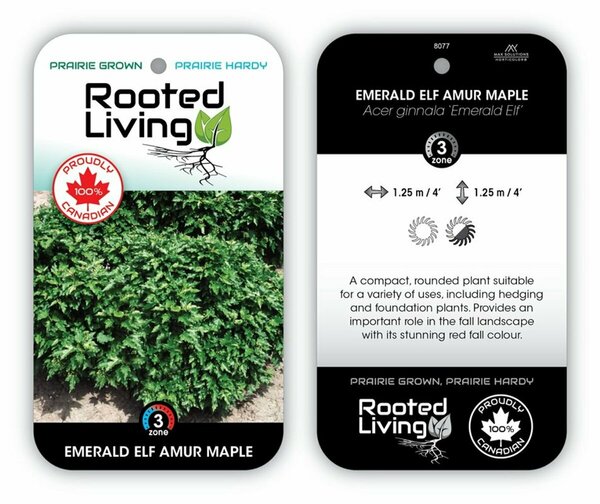 Acer ginnala - 'Emerald Elf' Amur Maple 2 gal