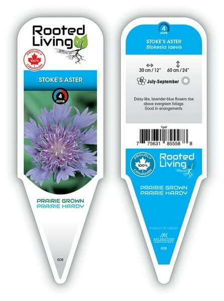 Stokesia laevis - Stoke's Aster 1 gal outdoor