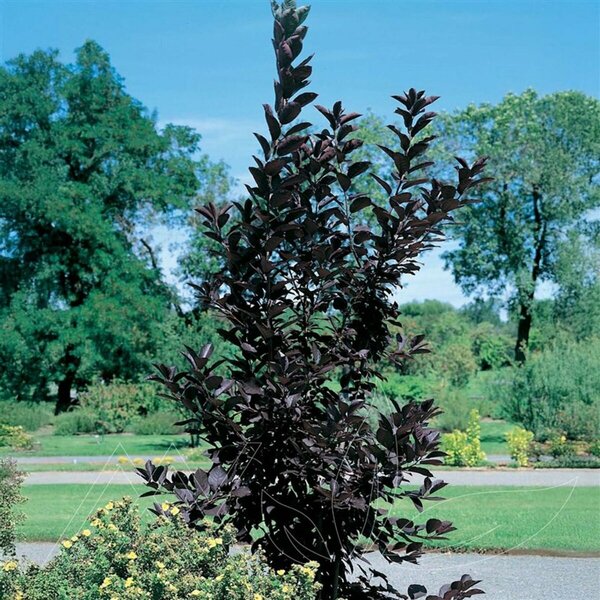 Prunus virginiana - 'Dwarf Arrowhead' Schubert Chokecherry 10 gal