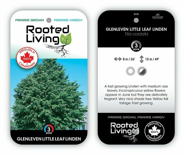 Tilia flavescens 'Glenleven' Linden 10 gal - image 2
