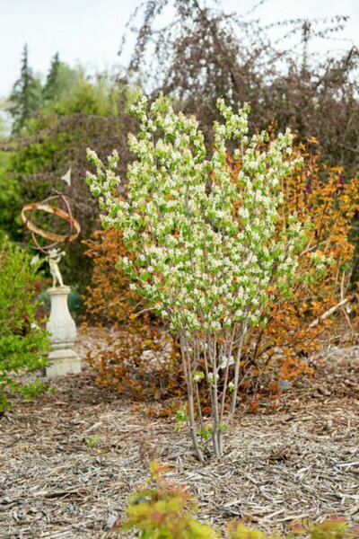 Amelanchier aln. - 'Standing Ovation' Serviceberry (FE) 2 gal FE