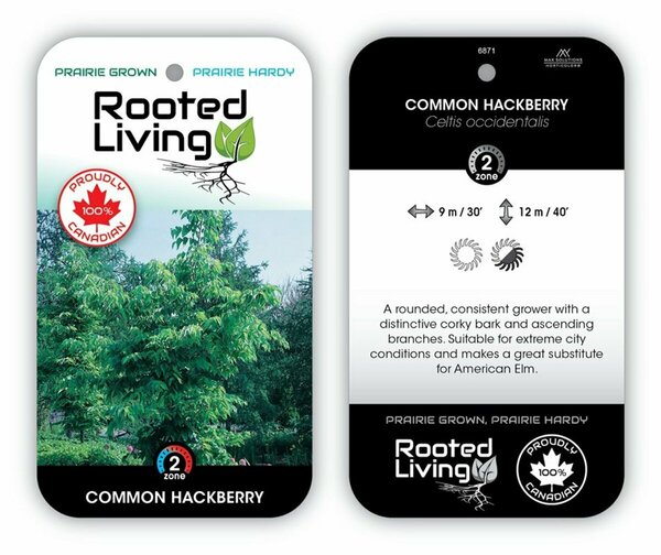 Celtis occidentalis - Common Hackberry 2 gal - image 2