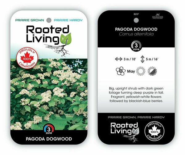 Cornus alternifolia - 'Pagoda' Dogwood 2 gal