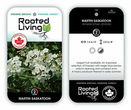 Amelanchier aln. - 'Martin' Saskatoon 1 gal