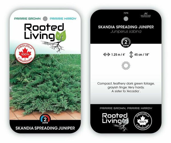 Juniperus sabina - 'Skandia' 2 gal