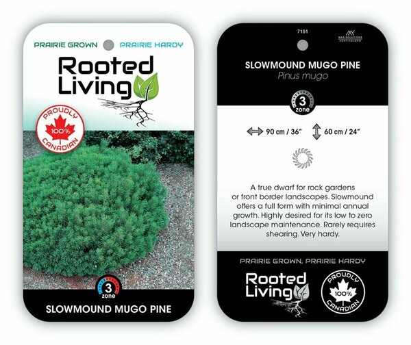 Pinus mugo - 'Slowmound' Pine 5 gal