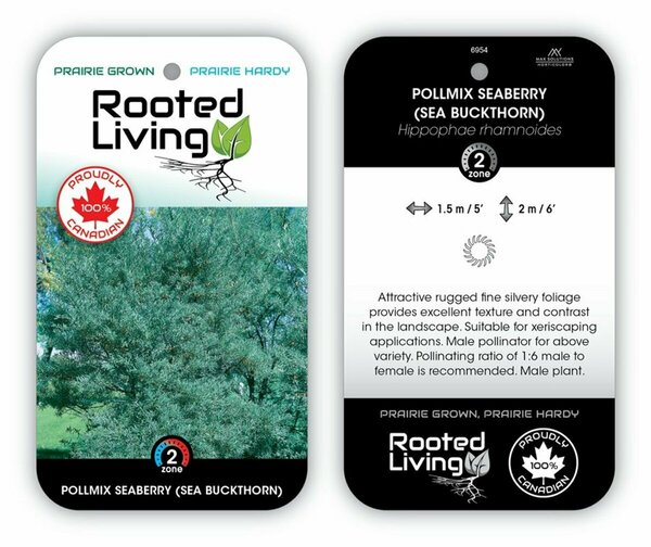 Hippophae rhamn. - 'Pollmix' Seaberry 1 gal