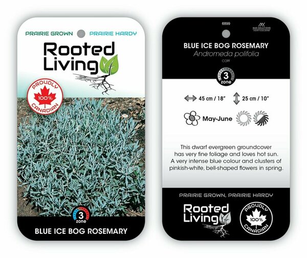 Andromeda pol. - 'Blue Ice' Bog Rosemary 1 gal