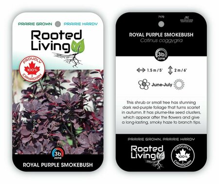 Cotinus cog. - 'Royal Purple' Smoke Bush 2 gal