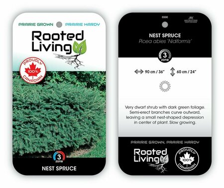 Picea abies 'Nidiformis' - Nest Spruce 2 gal