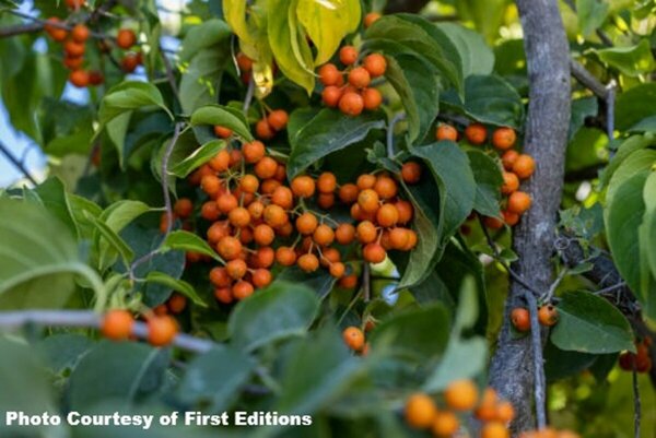 Celastrus 'Bailumn' - 'Autumn Revolution'™ Bittersweet (FE) 2 gal FE