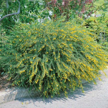 Caragana pygmaea - Pygmy Caragana 5 gal