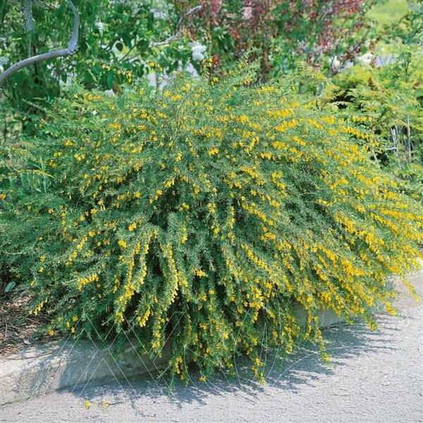 Caragana pygmaea - Pygmy Caragana 5 gal