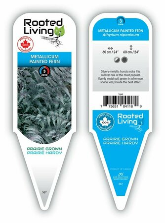 Athyrium nipponicum - 'Metallicum' Painted Fern 1 gal outdoor