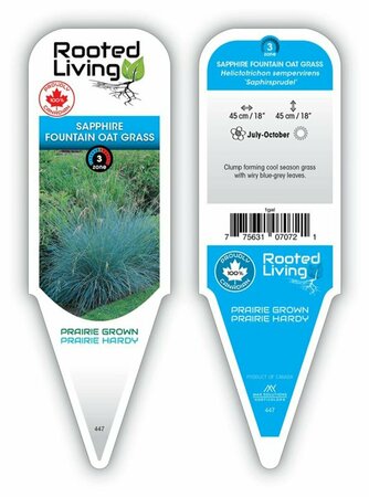 Helictotrichon 'Saphirsprudel' - Blue Oat Grass 1 gal outdoor - image 2