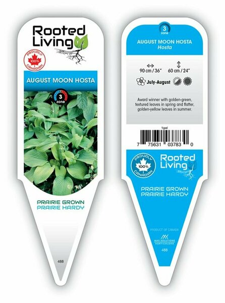 Hosta - 'August Moon' [Gld-Grn] 1 gal outdoor