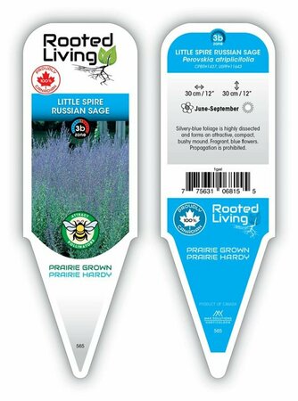 Perovskia - 'Little Spire' Russian Sage 1 gal outdoor