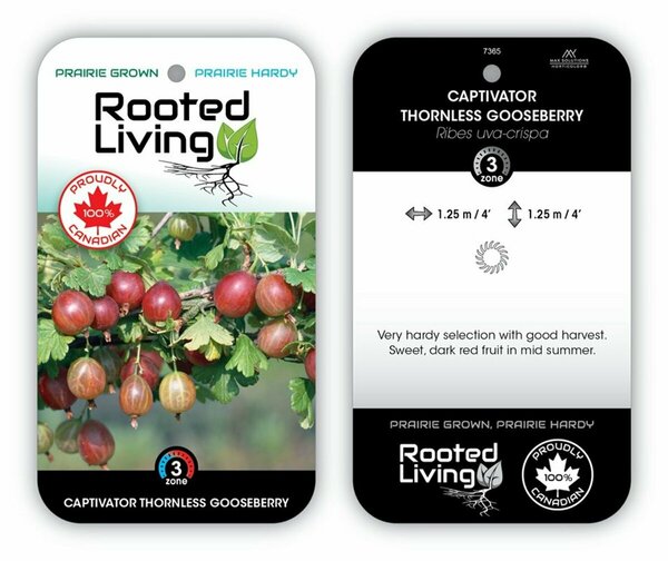 Ribes 'Captivator' - Gooseberry 2 gal